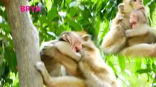 BREAK HEART BABY BRYA SUPER CRY ANGRY MOM BRINN BLOCK MILK |