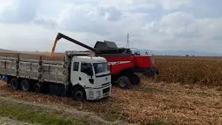 Mısır hasatı Laverda M300 14.08.2022