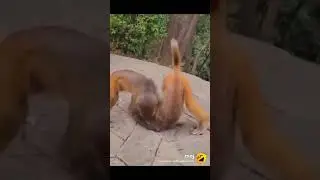 Monkey Status Video #funnyvideo #shorts