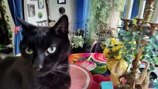 A brief tour of Sam and CiCi's window garden. #voidcat  #calicocat #plants