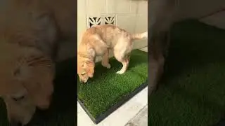 Unbox My Dog's Real Grass Dog Potty