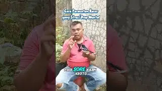 Cara Perawatan Kacer yang Stres / Drop Mental #birds #kacer #burungkicau