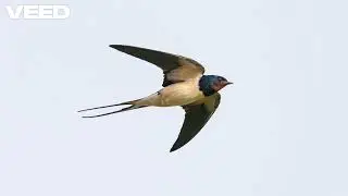 Barn Swallow