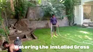 Grass Installation in Shaded Areas in the Garden / Growing Natural Grass in Shady Areas