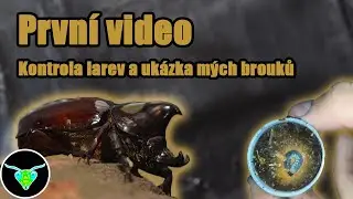 Kontrola larev nosorožíka a ukázka mých brouků