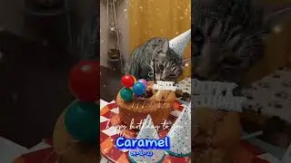 Happy 8th Birthday To My Sweet Baby Boy Caramel!#cats #cutecatsshort #cutecatvideos #cutecats #cat