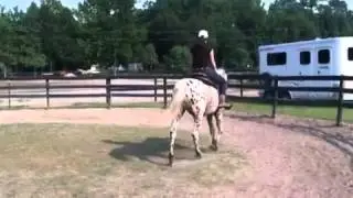 Leopard Appaloosa Training