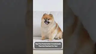 Top Five Pomeranian Crossbreeds That Are Pawfect For You! #cutepets #doglover #dog #cutedog #pets