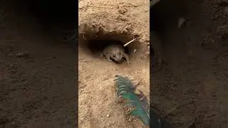 Эта лягушка отрывается по полной 🐸 #смешныеживотные #вирусныекороткометражки #милыеживотные #мемы...