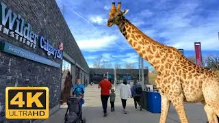 🇨🇦 Full Tour of Calgary Zoo Canada 🦁 | All Animals Walking Tour in 4K HDR | Alberta Zoo Safari