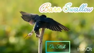 Barn Swallow flying || Swallow bird call || Bird documentary || wild bird|| @bird_travel2