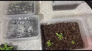 Петуния вегетативная Go! Tunia Cosmic Purple Космик Перпл  Обзор саженцев 15 мая 2025 г