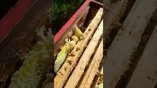 Dnes tak&eacute;to prekvapko stavba na divoko 🐝🤗 #bee #beekeeper #honeybeesting #workerbee #honey #beekeep