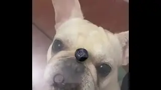Pup is Perplexed by Floating Fruit || ViralHog