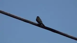 Brother's Birthday Birding Video May 30, 2025