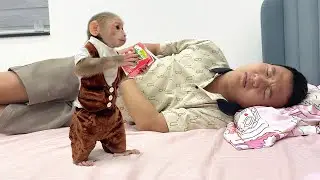 Dad Is Sick! CUBIS Becomes a Little Doctor and Cares for Him with Love