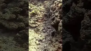 This Hawaiian Cleaner Wrasse is at work at the cleaning station