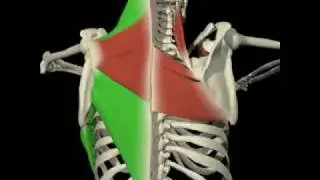 Shoulder Movement