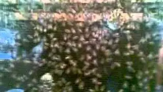 Beez at the Beekeepers Inn, Vittoria (old cobb and co stop)