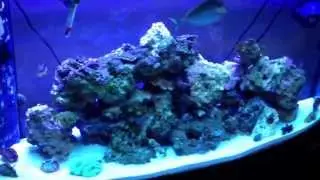 CaribSea oceans direct live sand review on my 72 gallon bow front. Tanks been up for just over a yr