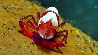 Facts: The Emperor Shrimp