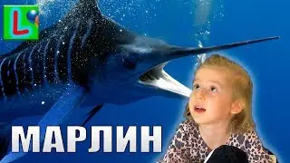 Deagostini МОРСКИЕ ГИГАНТЫ и КО МАКСИ ГОЛУБОЙ МАРЛИН  Деагостини распаковка Liska Show