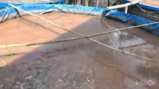 Pemberian pelet pagi hari lele bioflok usia 1 Bulan