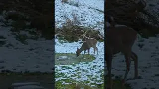 Little roebuck tries to eat a frozen apple - Hessian winter wonderland in our garden part II
