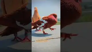 indian kabutar  ❤🕊 shorts #kabutar #kabootar #pigeon #shorts #youtubeshorts