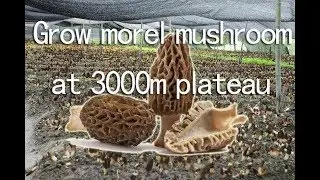 rośnie morel / morchella / morilles na płaskowyżu, 3000m