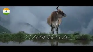 KANGRA TRAILER 2021 | KANGRA HIMACHAL PRADESH | Drone View | Kangra Himachal