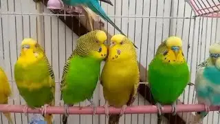 Budgies ❣️ Viralvideo Parrot Home 😊 and birds #TrendingVideo🦜 LoveParrot🦜