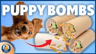 DIY Puppy Bombs: Easy & Affordable Enrichment Toy for Puppies