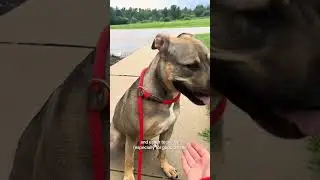 Find Cheetah a family!🥹 #dog #doggielife #dogbreed #dogs #dogrescue #dogsworld #dogslife #shorts