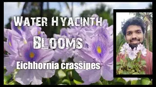 Водный гиацинт с красивыми цветами (Eichhornia crassipes) &ndash; водное растение / Nandanam Exotics