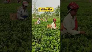 Plucking of Tea Leaf 🌿 #tea #shorts #teaplantations #shortsvideo
