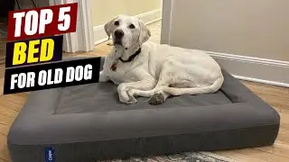 Best Dog Beds for Senior Dogs: Pain Relief & Support