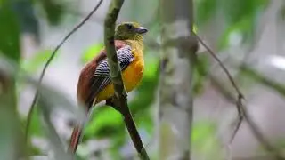 Orange breasted Trogon