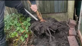  Transplanting my Paulownia Tree with after care tips ( fox glove tree) #paulownia #tropicalgarden 