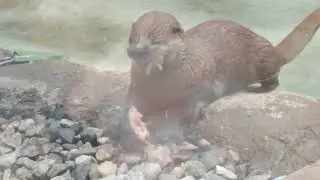 Otter eating live fish