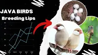 Java birds breeding tips | java birds breeding season | All information about java sparrow.