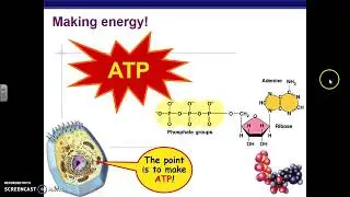 ATP as an Energy Molecule