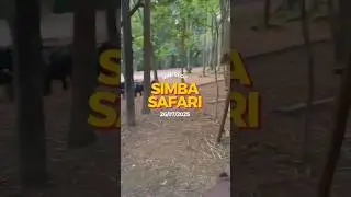 MINI VLOG PASSEIO NO SIMBA SAFARI 2025 #simbasafari #zoosp