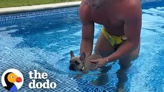 Pool-Obsessed Dog Spends His Whole Summer In The Water  | The Dodo