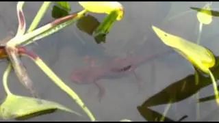 Rough-skinned Newt