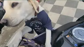 Max🐶ने रोक दिया @rs_rider8089 #vlog #minivlog #rider #views #watch #subscribe 