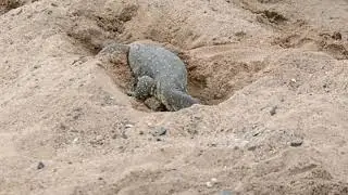 Birds Protect Crocodile Eggs From Monitor Lizard Hunting