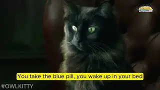 OwlKitty - Matrix English subs