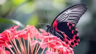 Mariposas & Hermosa musica para la Mente y el Espíritu