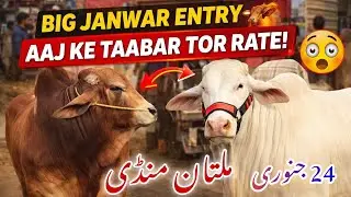 🚨 Multan Cow Mandi Saturday Update | Aaj Ke Taaza Rate & Big Animals Entry 🐂🔥